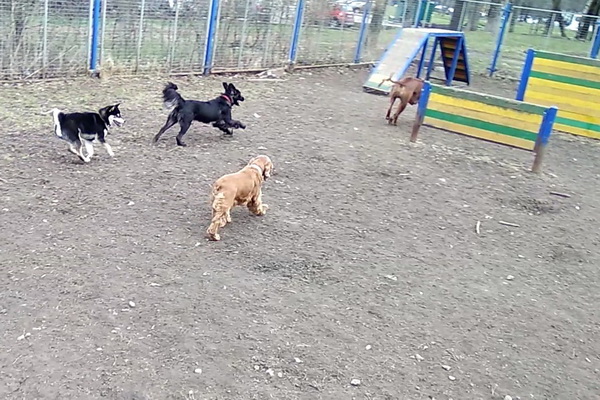 Где гулять собакам в Петербурге будут решать муниципальные власти