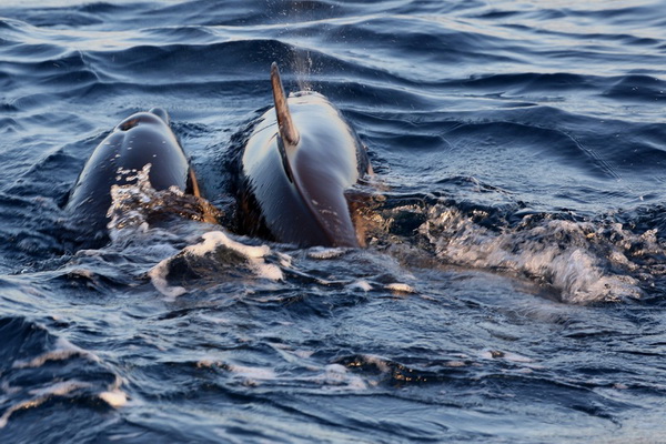 Властям Санкт-Петербурга придется отказаться от проекта дельфинария в «Горской»