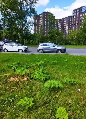 Вместо аккуратных газонов улицы Петербурга «украшает» бурьян из борщевика и чертополоха