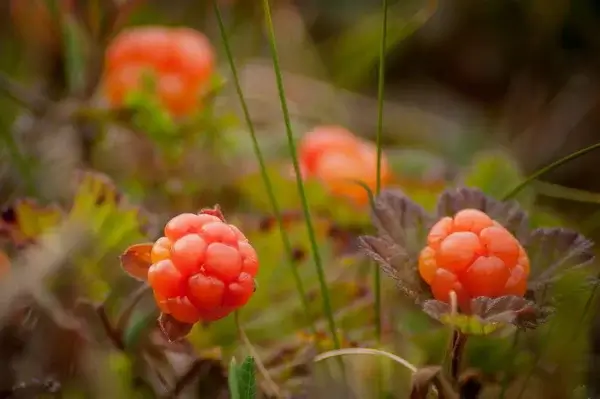 Любимая ягода Петра Великого поспела в пригородных лесах