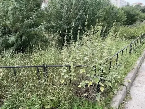«Живая изгородь» из сорняков захватывает Петербург