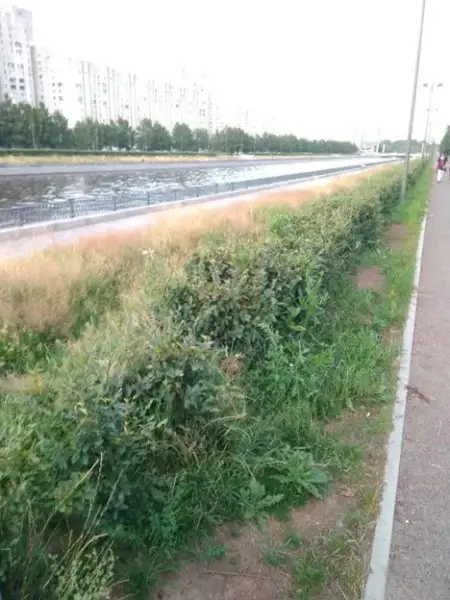 «Живая изгородь» из сорняков захватывает Петербург