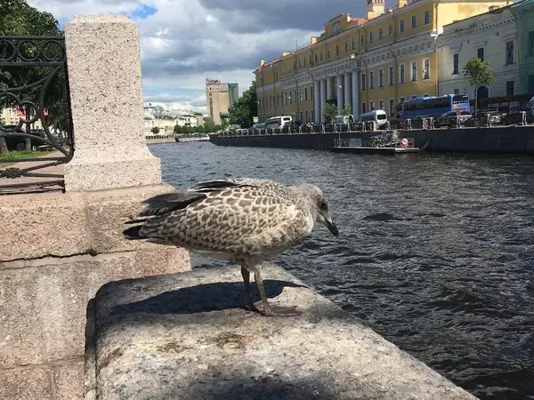 В середине недели в Санкт-Петербурге резко похолодает