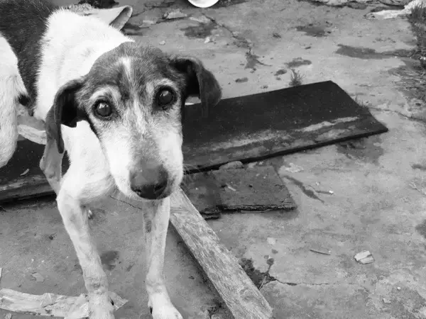 В Северной столице мертвой найдена собака: причина смерти – удушье