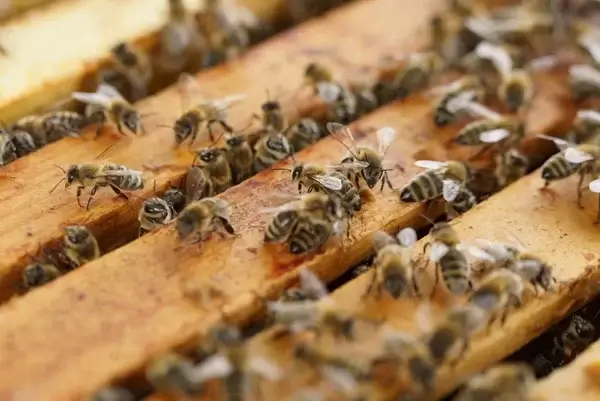 Пчелы стали причиной задержки рейсов в Пулково